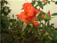 71fb8efd-Picture 5320.jpg